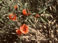 Poppies and wheat on a field as ourdoors nature beauty