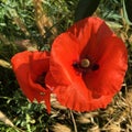 Poppies and wheat on a field as ourdoors nature beauty