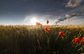 Poppies in a wheat field Royalty Free Stock Photo