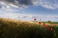 Poppies in a wheat field Royalty Free Stock Photo