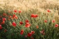 Poppies in a wheat field Royalty Free Stock Photo