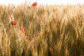 Poppies in a wheat field Royalty Free Stock Photo