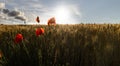 Poppies in a wheat field Royalty Free Stock Photo