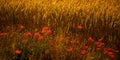 Poppies in a wheat field at dusk