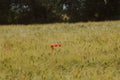 Poppies in a wheat field