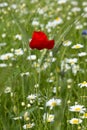 Poppies in wheat field Royalty Free Stock Photo