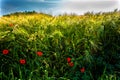 Poppies in the wheat field.Ripening grain in the field.Grain on the field.Ripening barley.Landscape with fields of grain.Poppies i