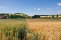 Poppies in wheat field in summertime. Beautiful landscape view. Germany. Royalty Free Stock Photo