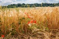 Poppies in wheat field in summertime. Beautiful landscape view. Germany. Royalty Free Stock Photo