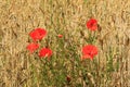 Poppies & Wheat - Forncett St Mary