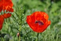 Poppies whit bee Royalty Free Stock Photo