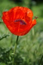 Poppies whit bee Royalty Free Stock Photo