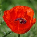 Poppies whit bee Royalty Free Stock Photo