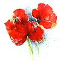 Poppies on white