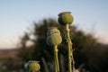 Poppies white green meadow nature field