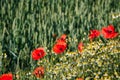 Poppies and wild flowers on a field border