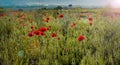 Poppies wild flowers in a green grass meadow. Spring blossom landscape Royalty Free Stock Photo