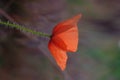 A poppy flower is not yet illuminated by the sun Royalty Free Stock Photo