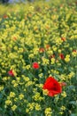 Poppies and yellow flowers in the countryside in spring