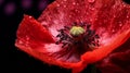 Vibrant Water Dropping Poppy Flower On Black Background