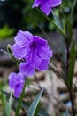 Popping pod flower Purple bloom in the morning