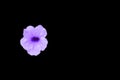 Popping pod flower purple isolated on black background and clipping path Scientific name, Watrakanu, Minnie root, Feverroot, Crac