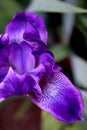 Popping Purple Iris Petals Royalty Free Stock Photo