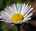 Popping single daisy head with bokeh background Royalty Free Stock Photo