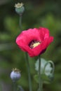 Poppy