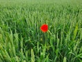 Poppy alone in the wheat field
