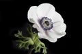 Poppy anemone on black background