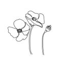 Poppy, anemone flowers one line art. Continuous line drawing of plants, herb, flower, blossom, nature, flora