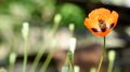 Poppy, another bud on the way. Red, tender, air, life-giving poppy.