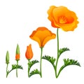 Poppy ascending order or stages of growth. Vector realistic illustration