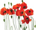 Poppy background, flower art