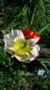 Poppy bicolor