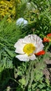 Poppy bicolor