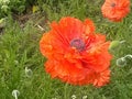 Poppy bloom close up grass e Royalty Free Stock Photo