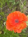 Poppy bloom close up grass z Royalty Free Stock Photo