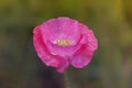 Pink Poppy Flower - Detailed beauty