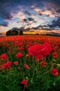 Poppy bloom red field