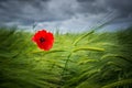 Poppy bloom and wheat