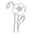 Poppy. Blooming flower. Poppy bud. Sketch. Vector illustration. Coloring book for children. The stem of the plant is bristly.