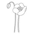 Poppy. Blooming flower. Poppy bud. Sketch. Vector illustration. Coloring book for children. The stem of the plant is bristly.