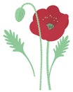 Poppy. Blossoming flower. Scarlet poppy bud. Color vector illustration. The stem of the plant is bristly.