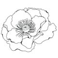 Poppy blossoms. Coloring book.