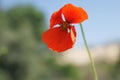 Poppy with bokeh (papaver rhoeas) in Alquera de Aznar