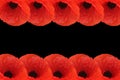 Poppy border