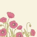 Poppy border