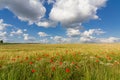 Poppy border wheat field 2